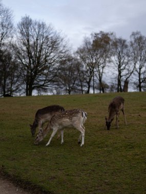 İki karasal hayvan, geyik, gökyüzünün altında huzur içinde otluyor, ağaçlar ve doğal manzarayla çevrili.