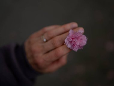 Güzel kadın elleri karanlığa gömülmüş arka planda çiçek açan bir sakura çiçeği tutuyor.