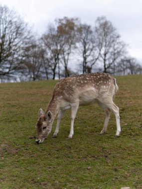 Yavru geyik, açık gökyüzü ve kabarık bulutlarla çevrili çimenli bir çayırda huzur içinde otluyor ve güzel doğal bir manzara yaratıyor.
