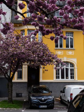 sakura trees in flowers on the streets of Germany clipart