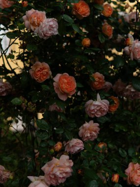  Güneşli bir günde, sabahın köründe. Almanya. Yüksek kalite fotoğraf