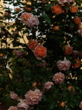  Güneşli bir günde, sabahın köründe. Almanya. Yüksek kalite fotoğraf