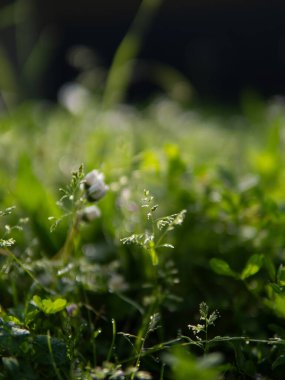  Güneşli bir günde, sabahın köründe. Almanya. Yüksek kalite fotoğraf