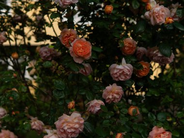  Güneşli bir günde, sabahın köründe. Almanya. Yüksek kalite fotoğraf