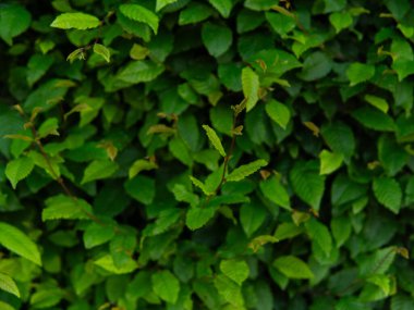 Yeşil yaprak dokusunu, soyut arkaplanı, doğa konseptini, koyu tonu kapat. Yüksek kalite fotoğraf