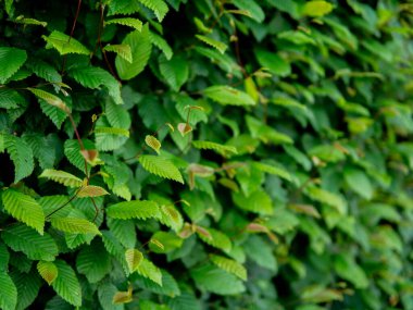 Yeşil yaprak dokusunu, soyut arkaplanı, doğa konseptini, koyu tonu kapat. Yüksek kalite fotoğraf