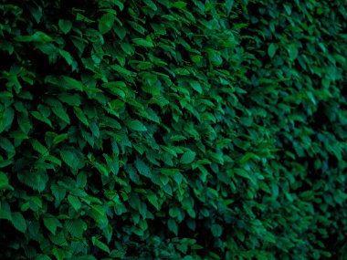 Yeşil yaprak dokusunu, soyut arkaplanı, doğa konseptini, koyu tonu kapat. Yüksek kalite fotoğraf