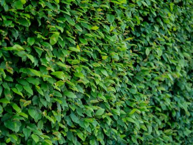 Yeşil yaprak dokusunu, soyut arkaplanı, doğa konseptini, koyu tonu kapat. Yüksek kalite fotoğraf
