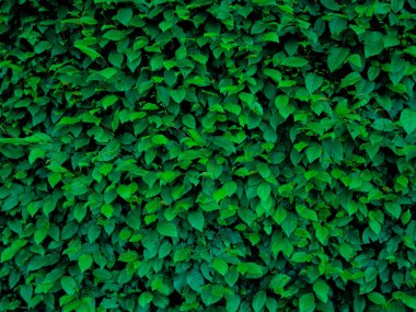 Yeşil yaprak dokusunu, soyut arkaplanı, doğa konseptini, koyu tonu kapat. Yüksek kalite fotoğraf