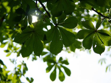 Kestane yaprakları arasından geçen güneş ışığı, açık gökyüzü, metin için bir yer. Yüksek kalite fotoğraf