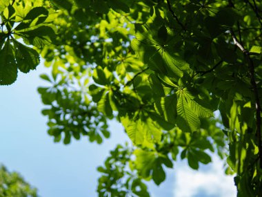 Kestane yaprakları arasından geçen güneş ışığı, açık gökyüzü, metin için bir yer. Yüksek kalite fotoğraf