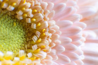 Güzel bir Rosa Gerbera. Yakın plan. Makro. Yüksek kalite fotoğraf