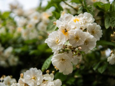 Arı, beyaz gül goncalarını döller. Yüksek kalite fotoğraf