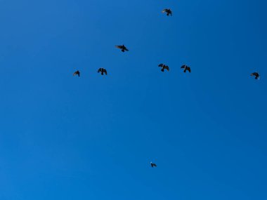 Gökyüzünde uçan kuş sürüsü. Görünür kuş siluetleri. Yüksek kalite fotoğraf