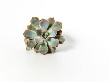 Beyaz izole bir arka planda beyaz bir tencerede sulu. Yüksek kalite fotoğraf