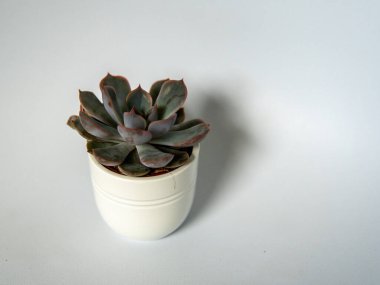 Beyaz izole bir arka planda beyaz bir tencerede sulu. Yüksek kalite fotoğraf