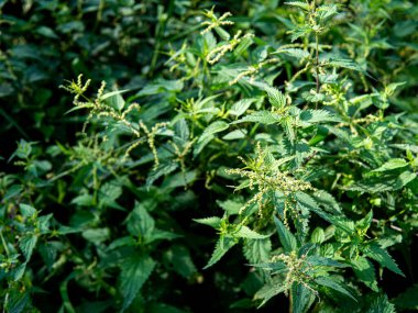 Yeşil ısırgan otu çalıları, yakın plan fotoğraf. Yüksek kalite fotoğraf