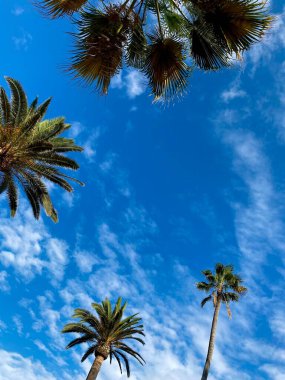 Mavi gökyüzü ve beyaz bulutlardan oluşan arka planda palmiye ağaçları. Yüksek kalite fotoğraf