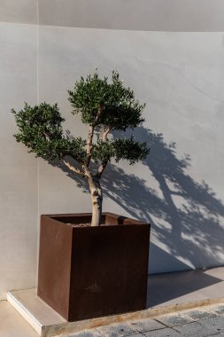 Bonsai Olea Europaea, olive or olive tree. High quality photo clipart