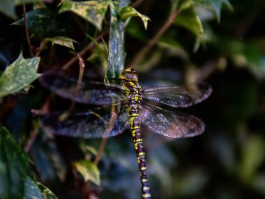 Bir yusufçuk yaprağın üzerinde oturuyor. Yakın çekim. Yüksek kalite fotoğraf