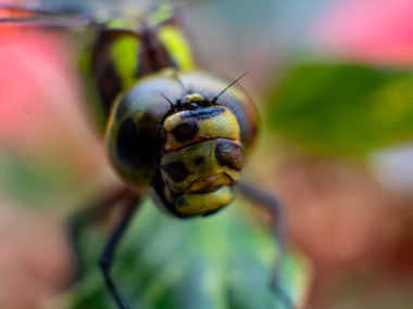 Yusufçuk gözleri yakından, yusufçuk kanatları makro. Yüksek kalite fotoğraf