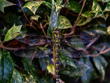 Bir yusufçuk yaprağın üzerinde oturuyor. Yakın çekim. Yüksek kalite fotoğraf