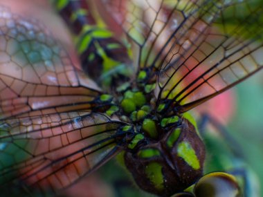 Yusufçuk gözleri yakından, yusufçuk kanatları makro. Yüksek kalite fotoğraf