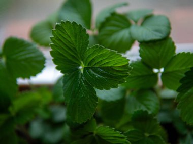 Arka plan için yeşil çilek yaprakları. Çilek yaprakları. Çilek yeşili yaprak dokusu. Yüksek kalite fotoğraf