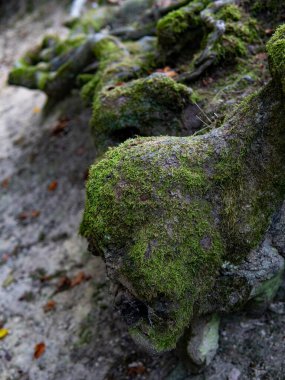 Ağaç kökleri ve yeşil orman. Yüksek kalite fotoğraf