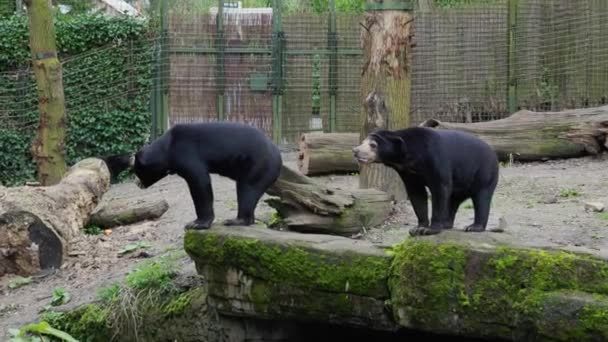 Αρκούδες Του Ήλιου Στέκονται Πάνω Ένα Βράχο — Αρχείο Βίντεο