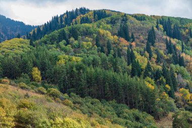 Renkli yapraklı sonbahar ormanı