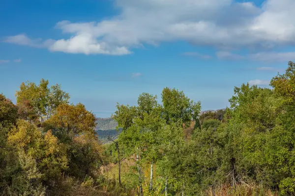 Mavi arkaplanı olan yeşil bir ağacın güzel manzarası