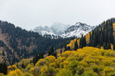 Sonbahar Colorado dağlarında
