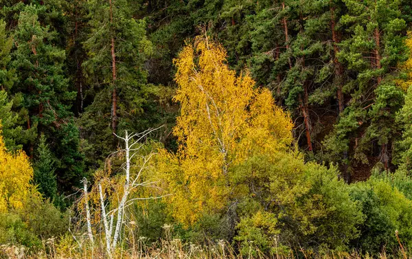 Ormanda güzel bir sonbahar