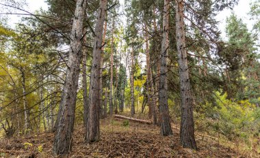 Sonbahar ormanı. Çam ağaçları ve yapraklar güneşli bir günde