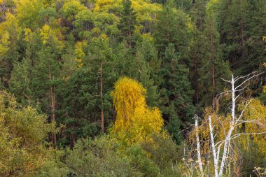 Sonbahar ormanı, sarı yapraklı ağaçlar ve kırmızı meyveler.