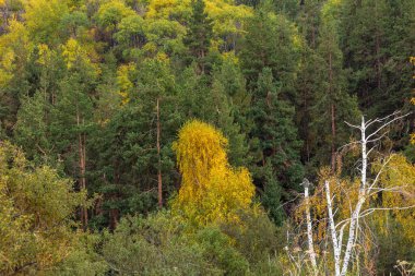 Ormanda sonbahar renkleri