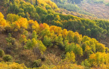 güzel dağ manzarası ile orman