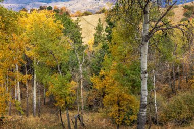 Asprengin sonbahar renkleri