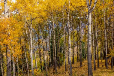 Sonbahar Colorado dağlarında.