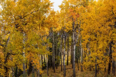 Colorado 'da sonbahar sezonu, Amerika