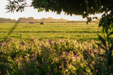 İnekler yeşil tarlada, çiçekler güneşli bir günde. Yüksek kalite fotoğraf