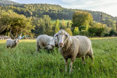 Çevredeki sevimli hayvanlar ve kuşlar. Yüksek kalite fotoğraf