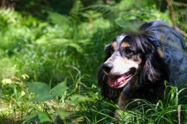 Tarlada koşan mutlu köpek. Yüksek kalite fotoğraf