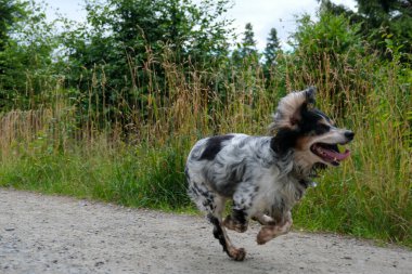 Tarlada koşan mutlu köpek. Yüksek kalite fotoğraf