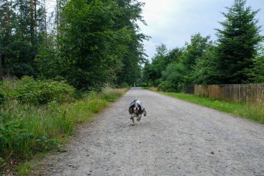Tarlada koşan mutlu köpek. Yüksek kalite fotoğraf