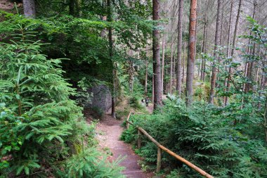 Hiking area Saxony forest stairs. High quality photo clipart