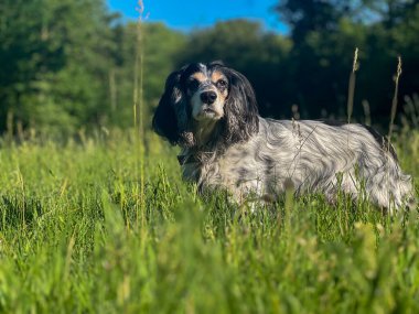 Rus Spaniel yeşil alanda koşuyor. Yüksek kalite fotoğraf