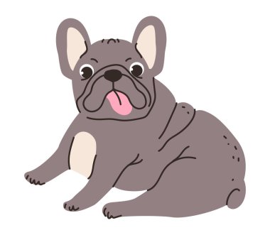 Şirin bir buldoğun düz vektör çizimi. Buruşuk suratlı, kısa burunlu, şişman bir cins..