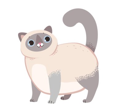 Komik Siyam kedisi. Kabarık tüylü kedi beyaz arka planda izole edilmiş. Düz vektör illüstrasyonu.